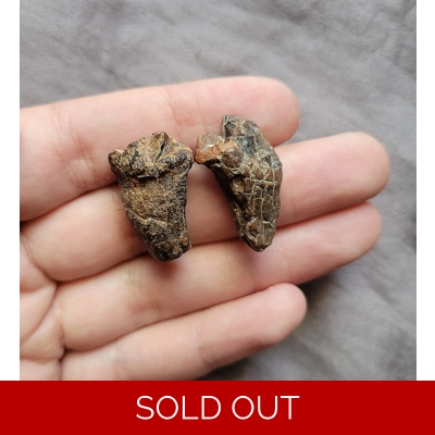 Very Rare Partial Dire Wolf Mammal Carnivore Teeth Closed Pliestocene Locality Texas